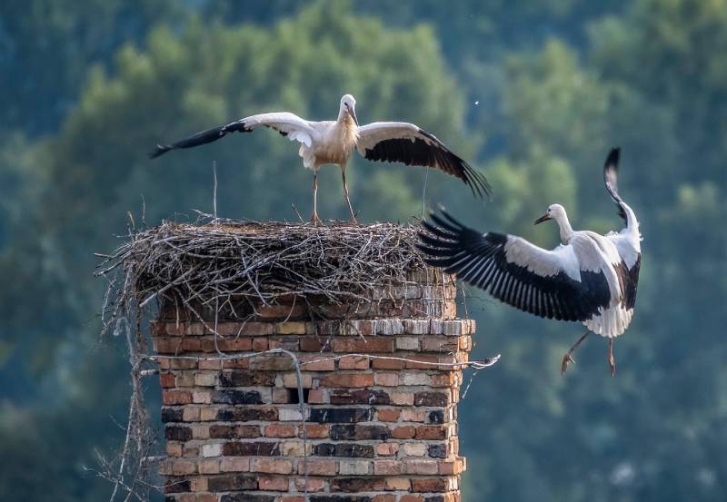 Professional Chimney Animal Removal Services in Hermosa Beach, California